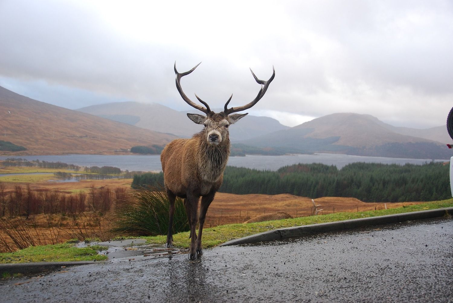 The Scottish Red Stag - Edinburgh Directory